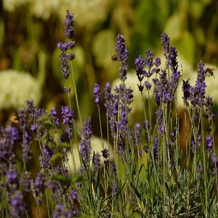 Cosy In With Terrace And Garden * Born