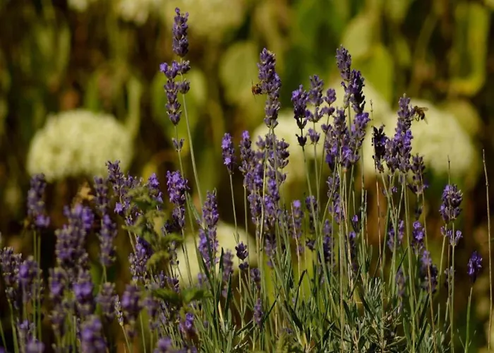 Cosy In With Terrace And Garden * Born